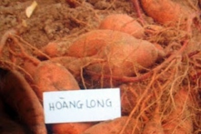 Khoai lang Hoàng Long được phục tráng